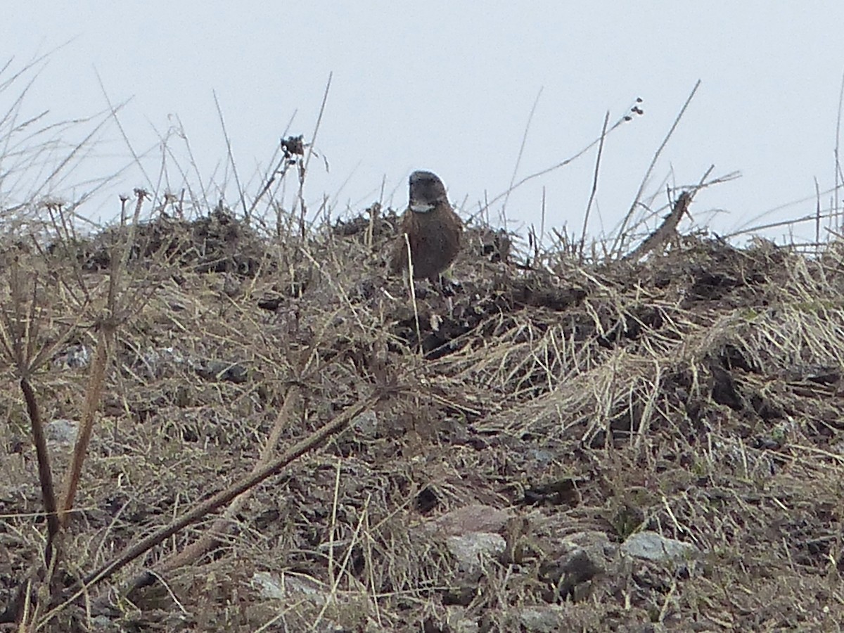 Altai Accentor - ML620720639