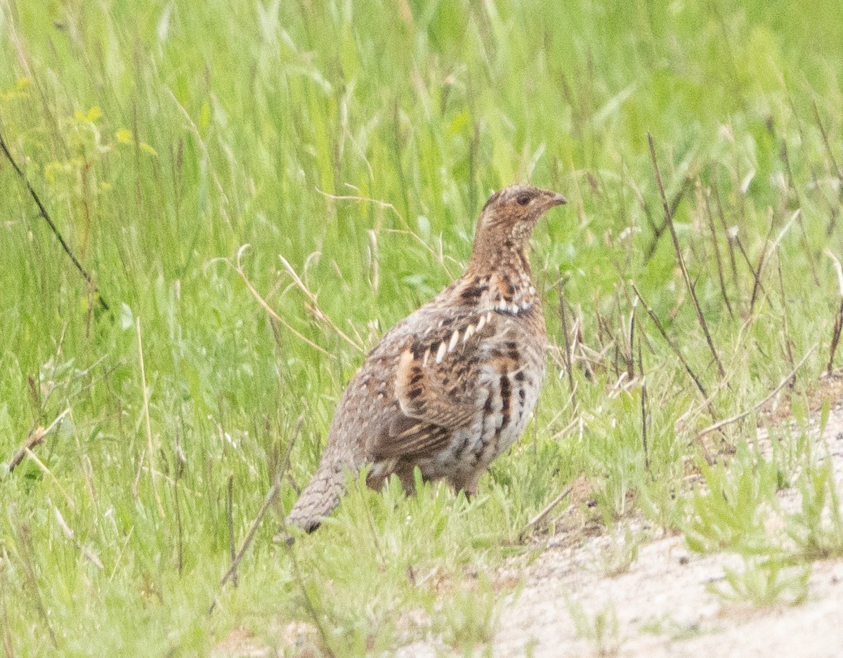 Ruffed Grouse - ML620720650