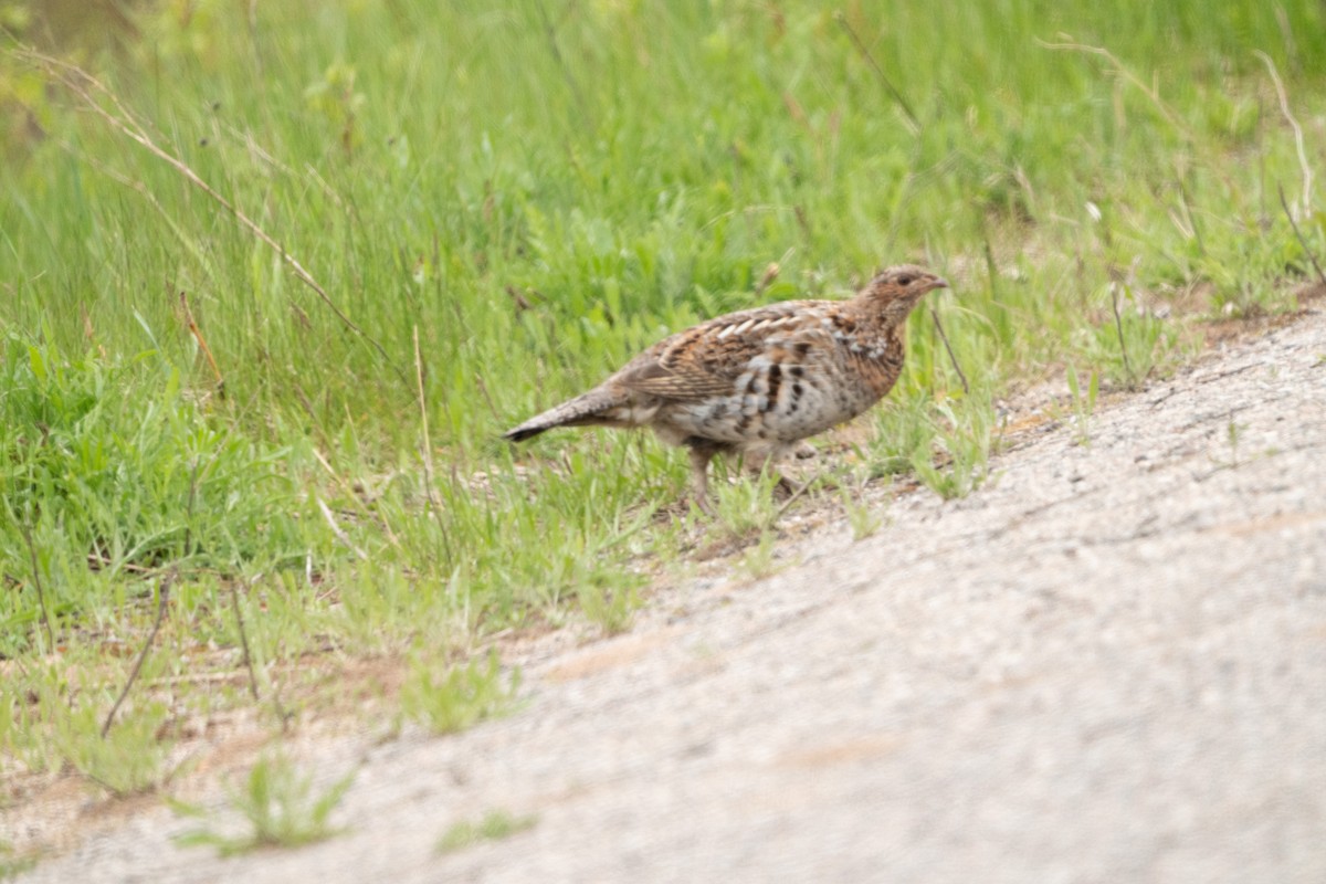 Ruffed Grouse - Ted Zobeck