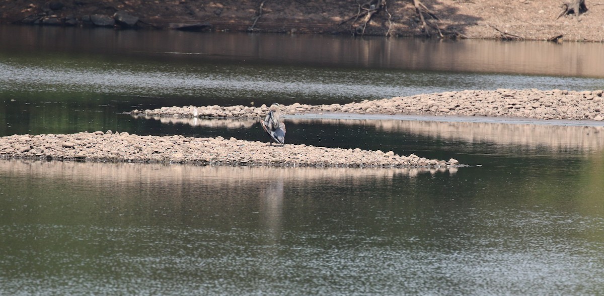 Great Blue Heron - ML620720656