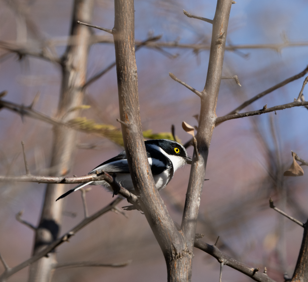 White-crowned Shrike - ML620720658