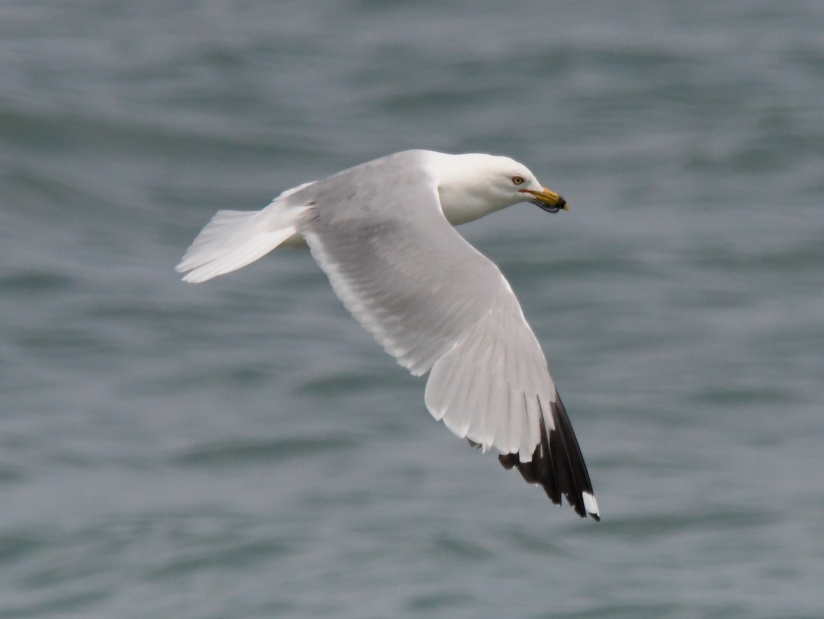 Ring-billed Gull - ML620720661