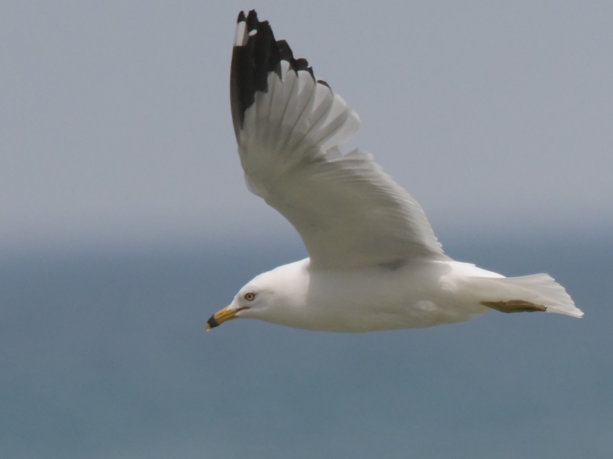 Ring-billed Gull - ML620720665