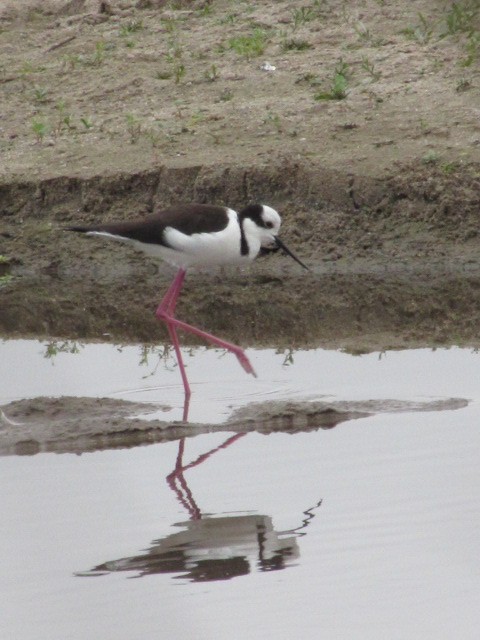 Black-necked Stilt - ML620720667