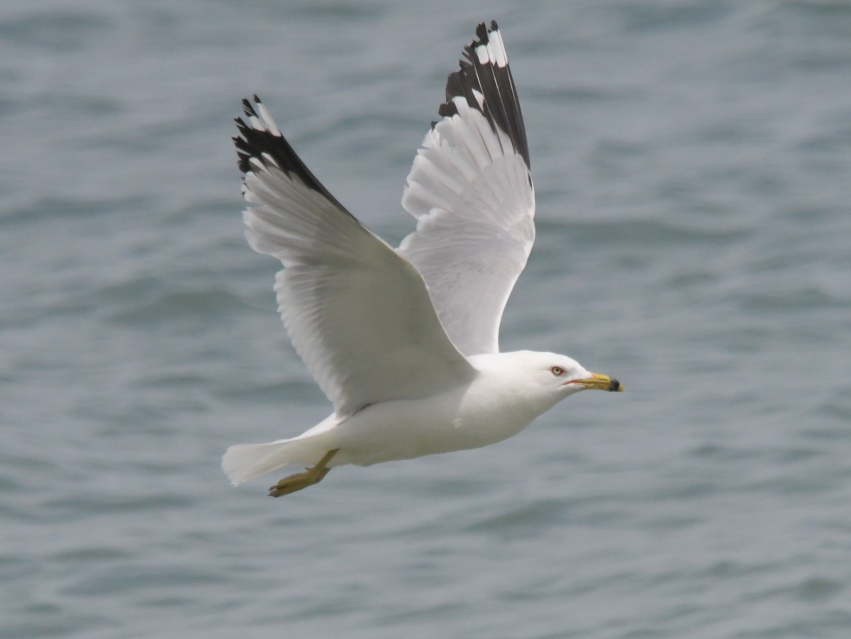 Ring-billed Gull - ML620720670