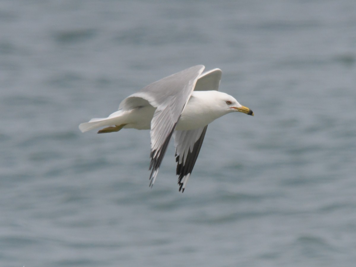 Ring-billed Gull - ML620720672