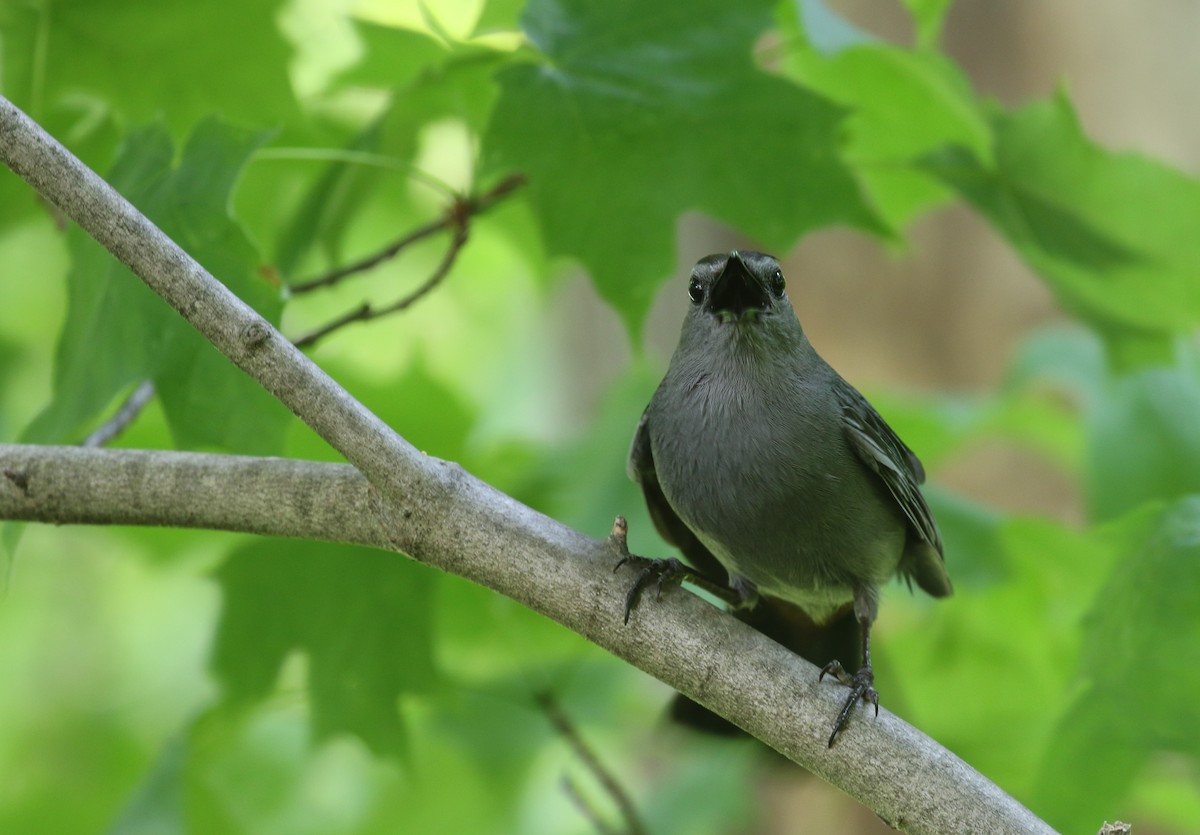 Gray Catbird - ML620720685