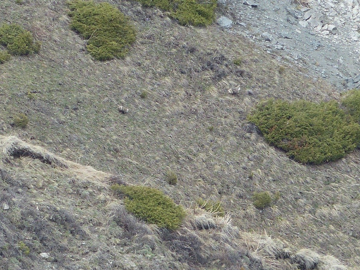 Himalayan Snowcock - ML620720688