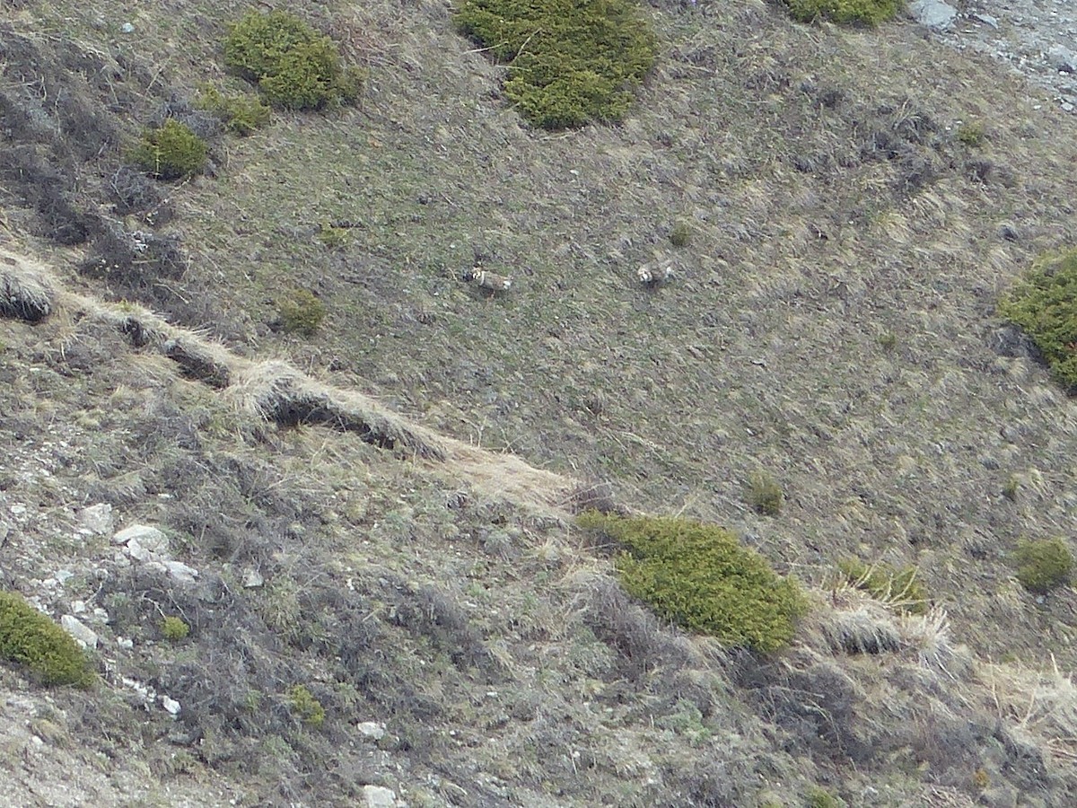 Himalayan Snowcock - ML620720689