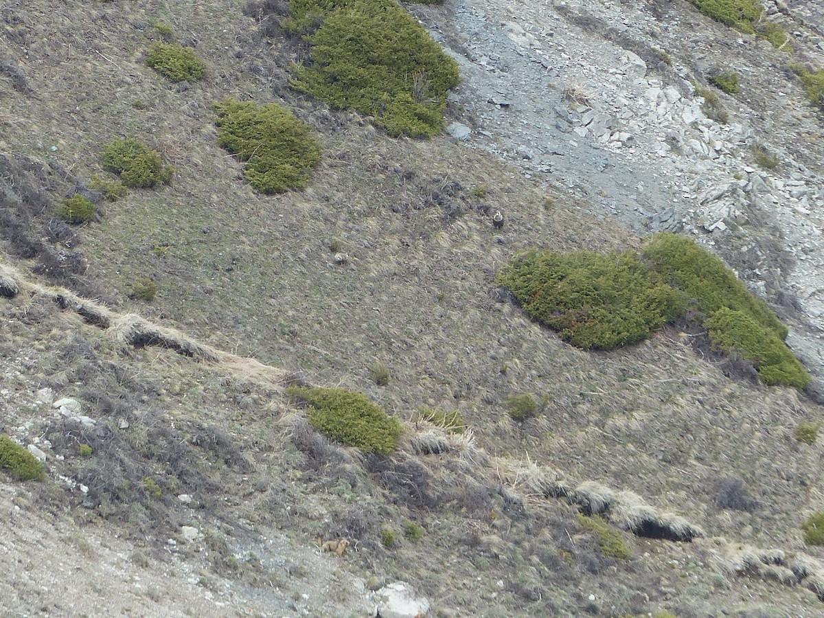 Himalayan Snowcock - ML620720690