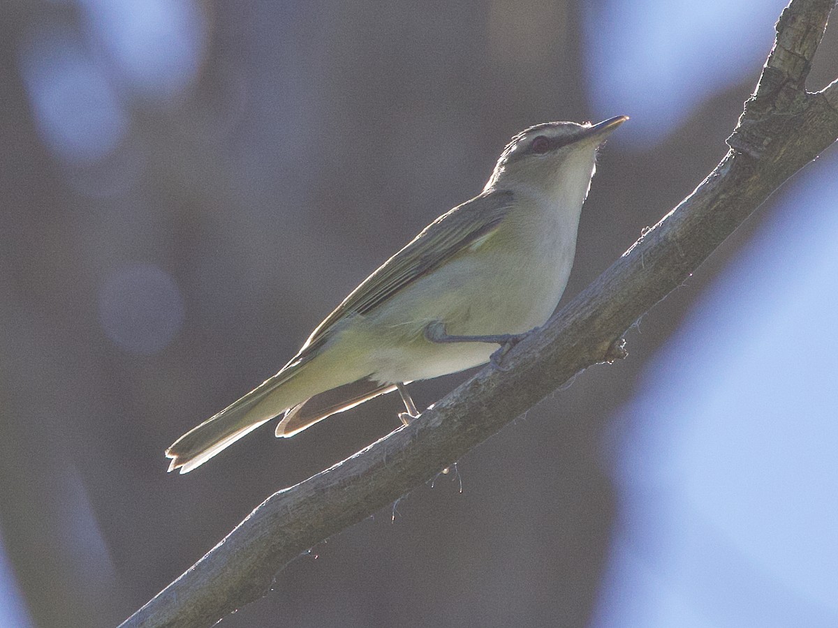 Rotaugenvireo - ML620720692