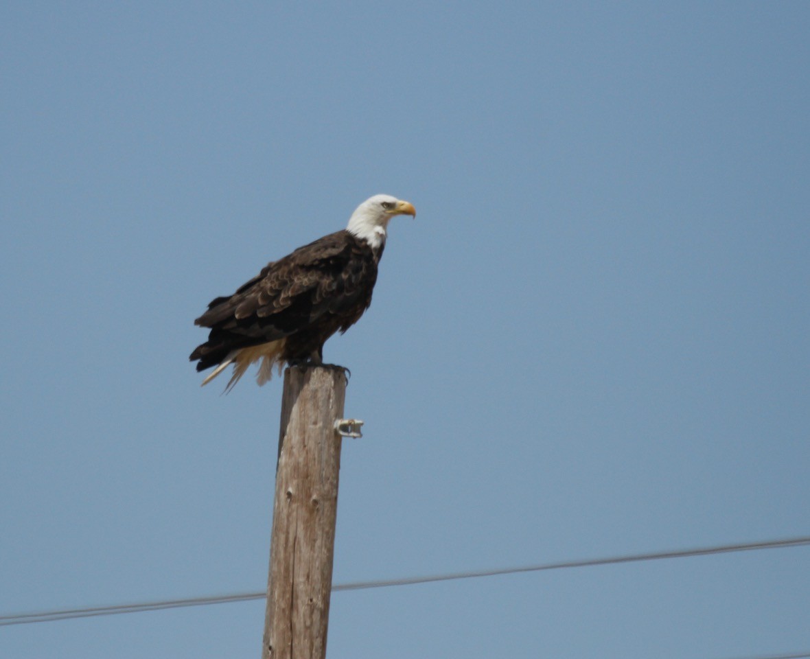 Bald Eagle - ML620720694