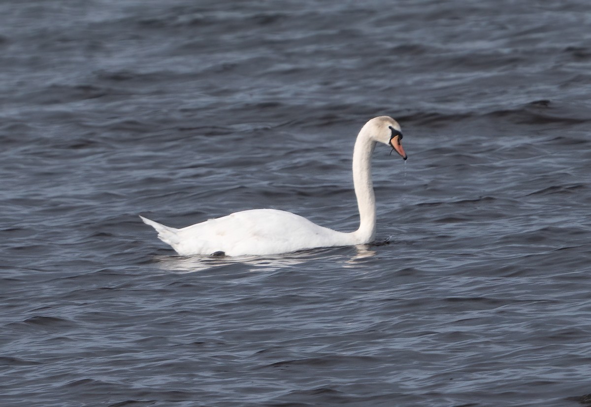 Mute Swan - ML620720696