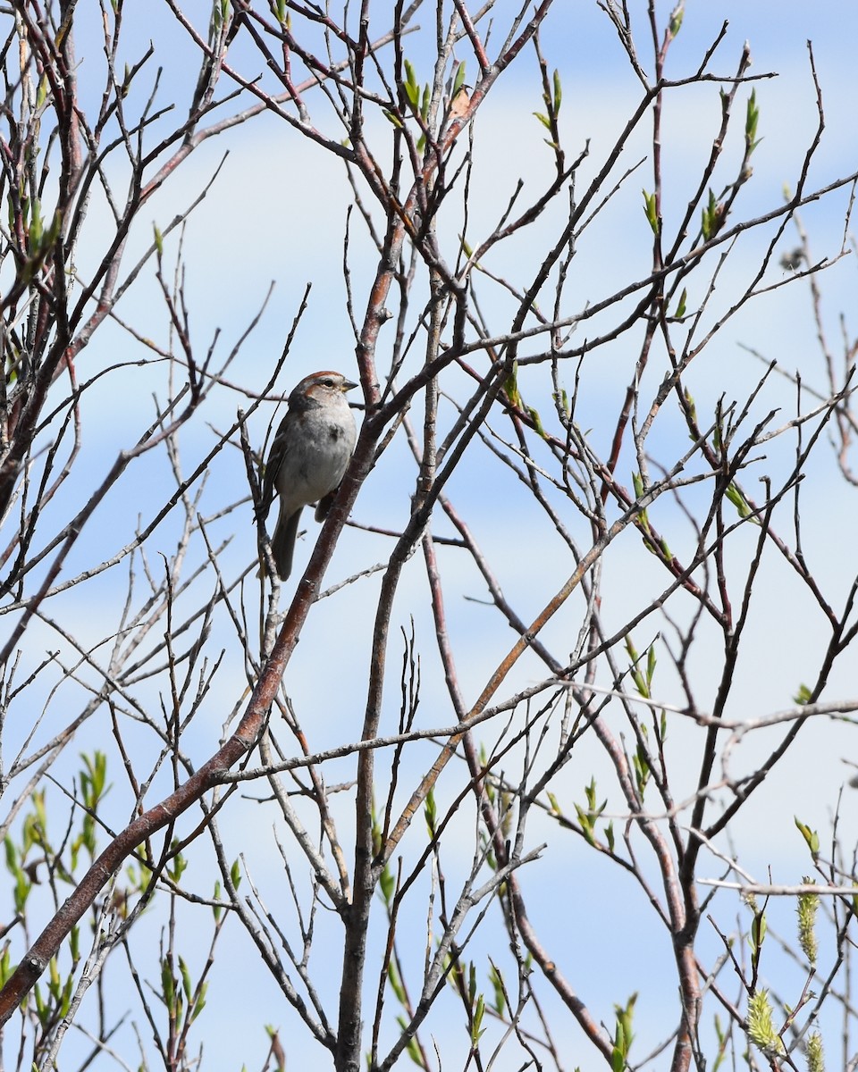 American Tree Sparrow - ML620720697