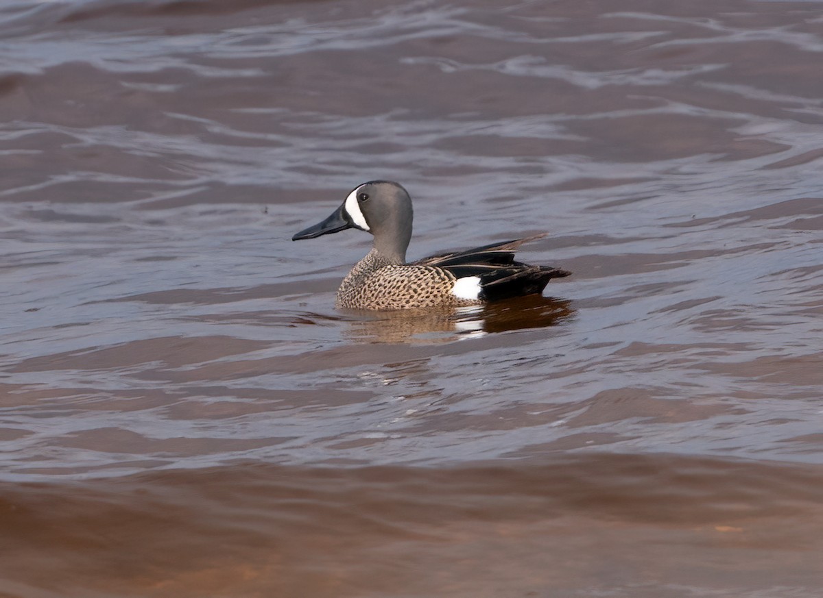 Blue-winged Teal - ML620720699