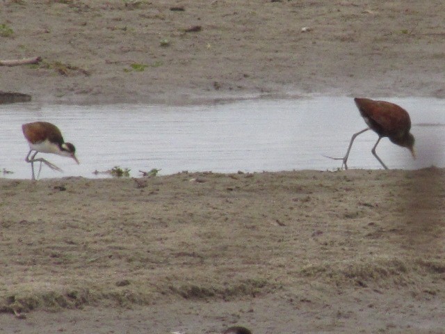 Wattled Jacana - ML620720700