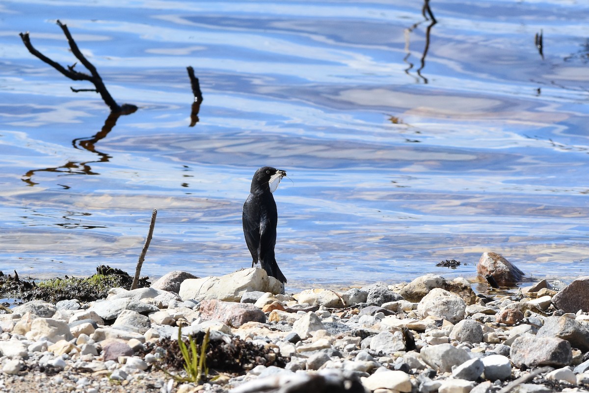 Rusty Blackbird - ML620720701