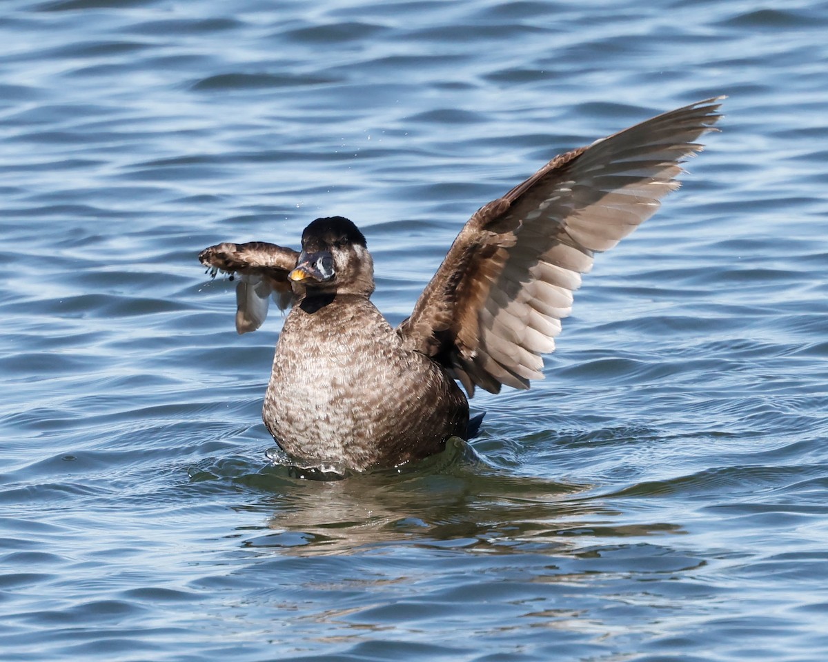 Surf Scoter - ML620720704