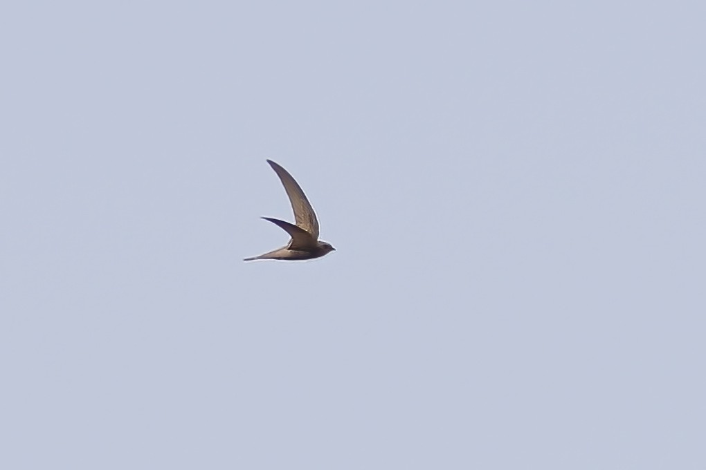 Pallid Swift - ML620720705