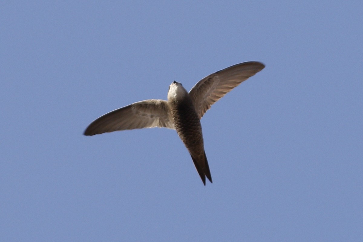 Pallid Swift - ML620720707