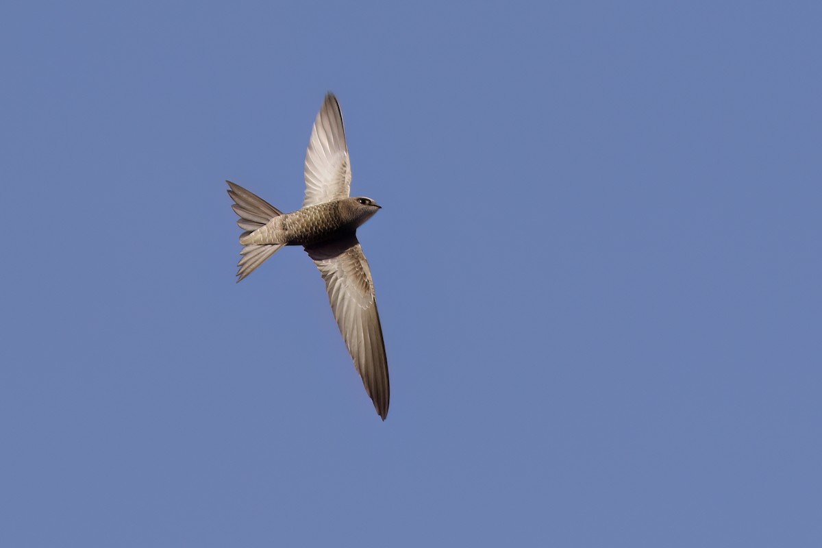 Pallid Swift - ML620720708