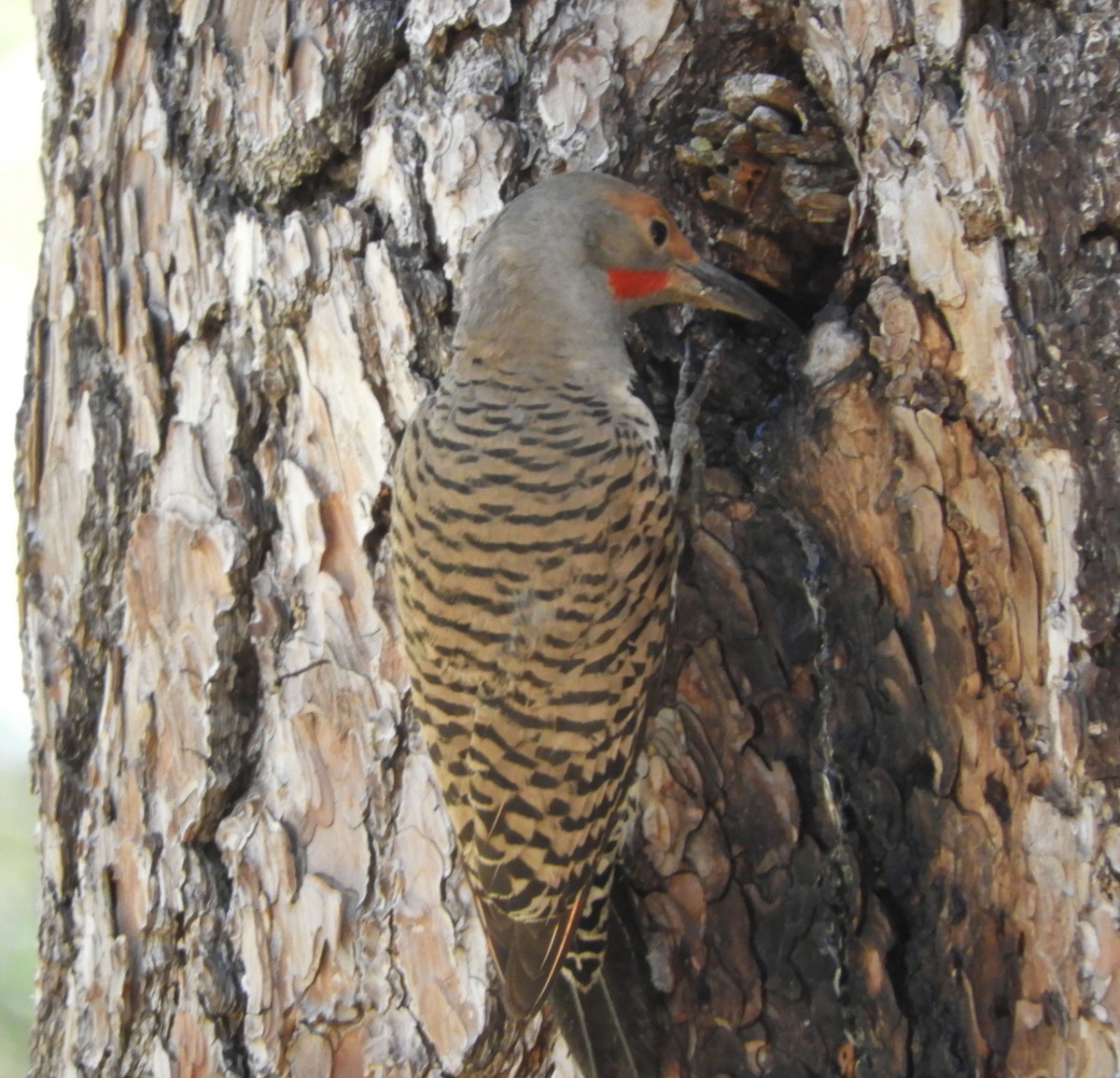 Northern Flicker (Red-shafted) - ML620720709