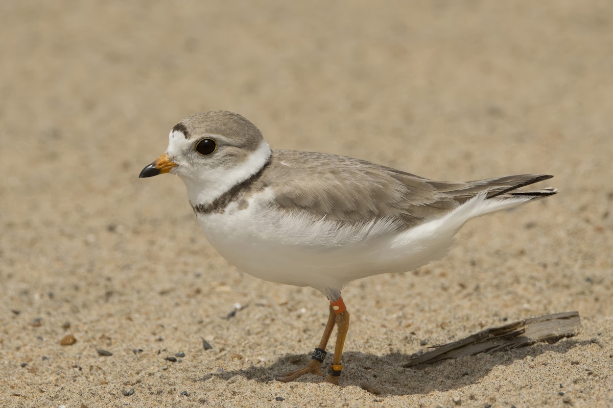 Piping Plover - ML620720710