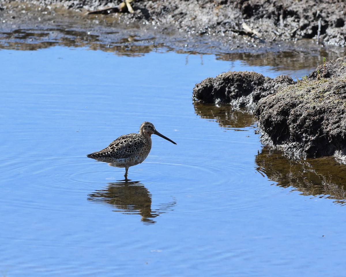 Short-billed Dowitcher - Monika Wieland Shields