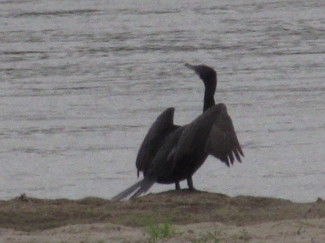 Neotropic Cormorant - Hugo Rodriguez