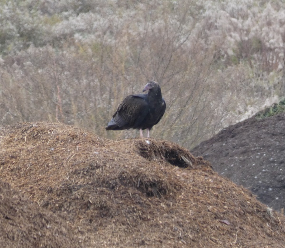 Turkey Vulture - ML620720715