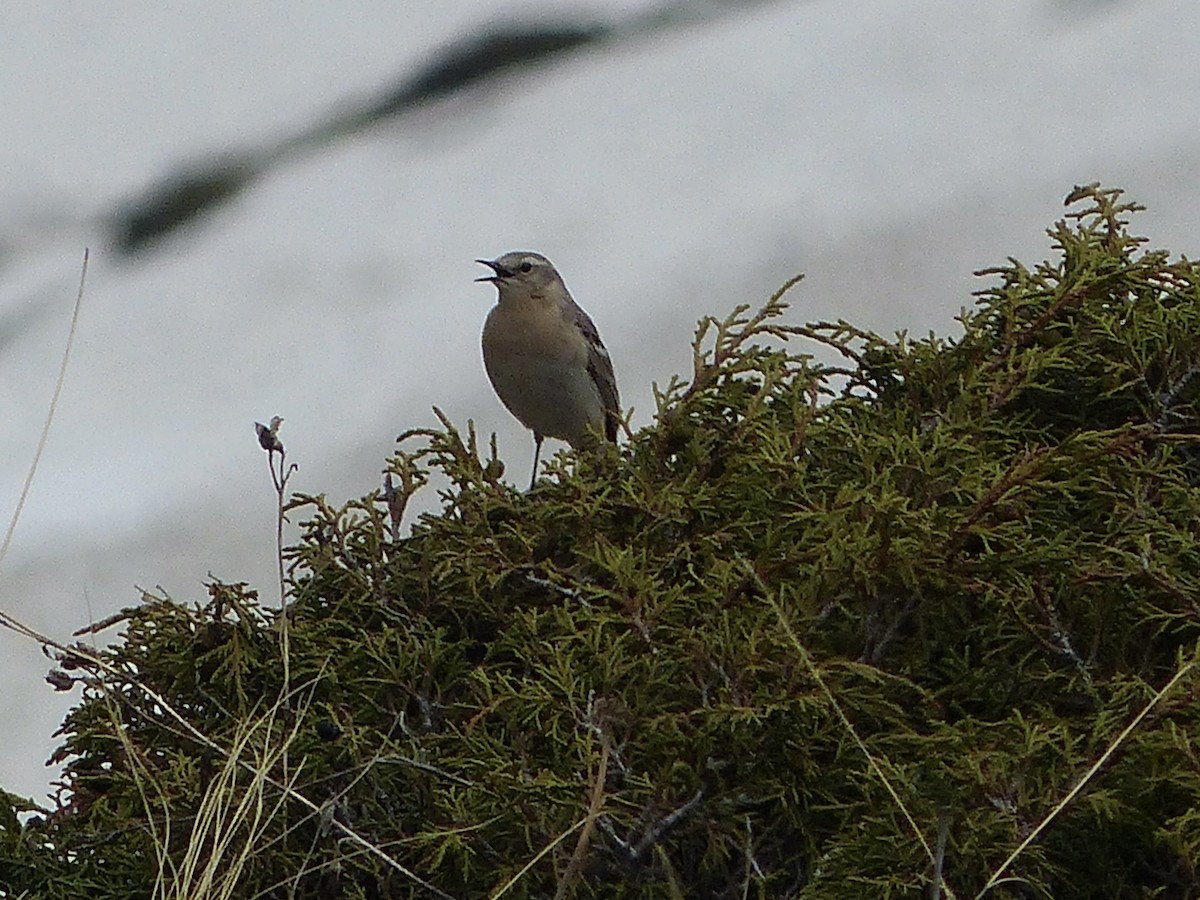 Water Pipit - ML620720718