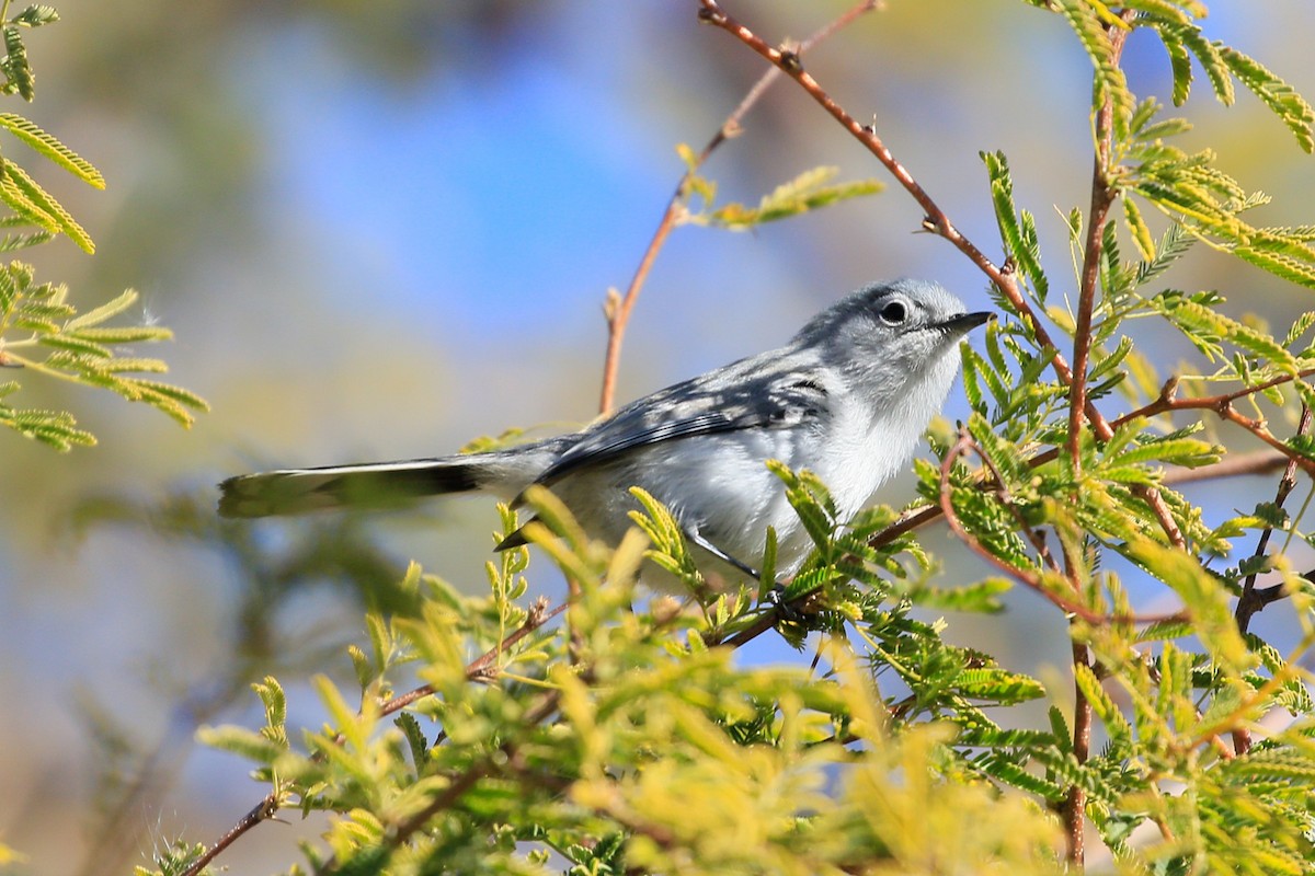 Black-tailed Gnatcatcher - ML620720722