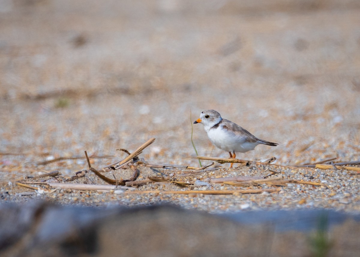 Piping Plover - ML620720724