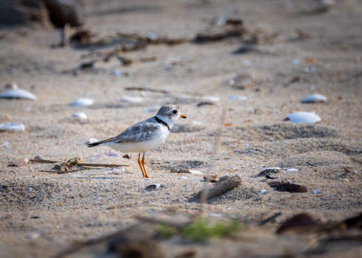 Piping Plover - ML620720725