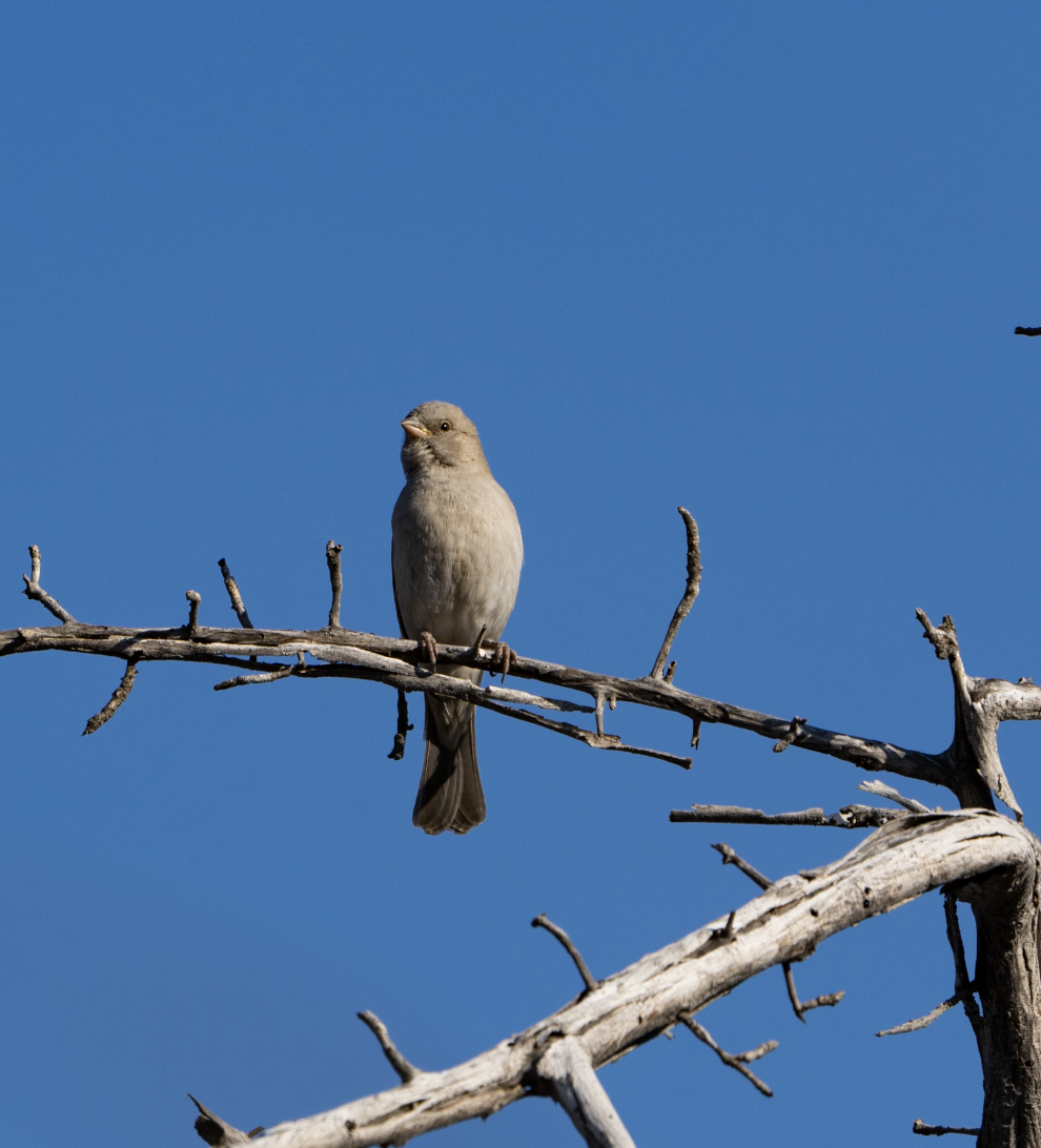 Southern Gray-headed Sparrow - ML620720735