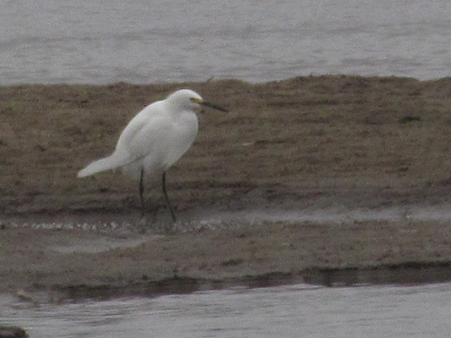 Snowy Egret - ML620720738