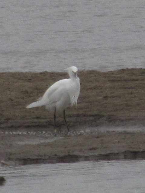 Snowy Egret - ML620720739