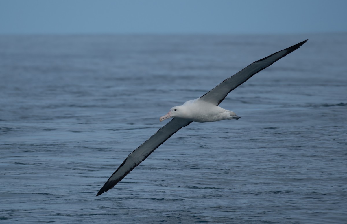 Northern Royal Albatross - ML620720743