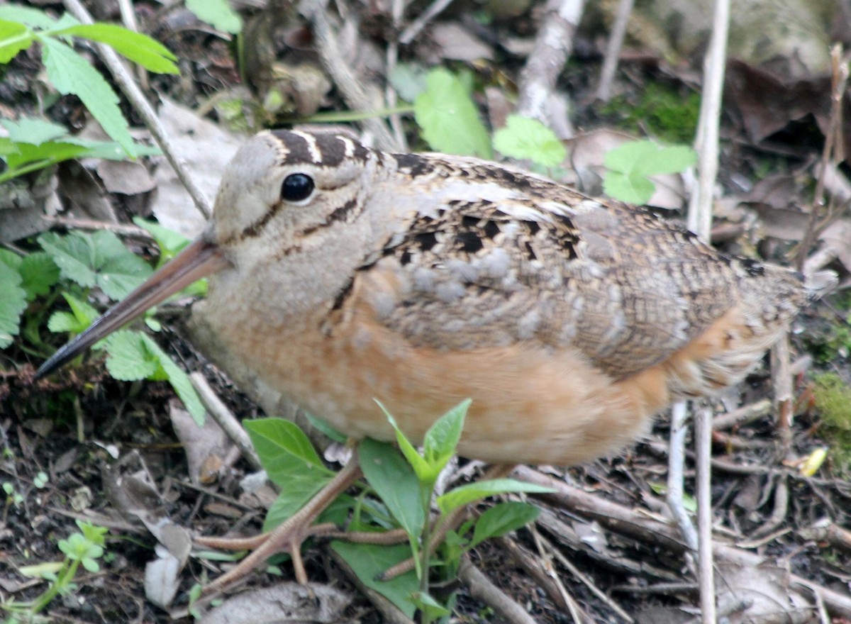 American Woodcock - ML620720749