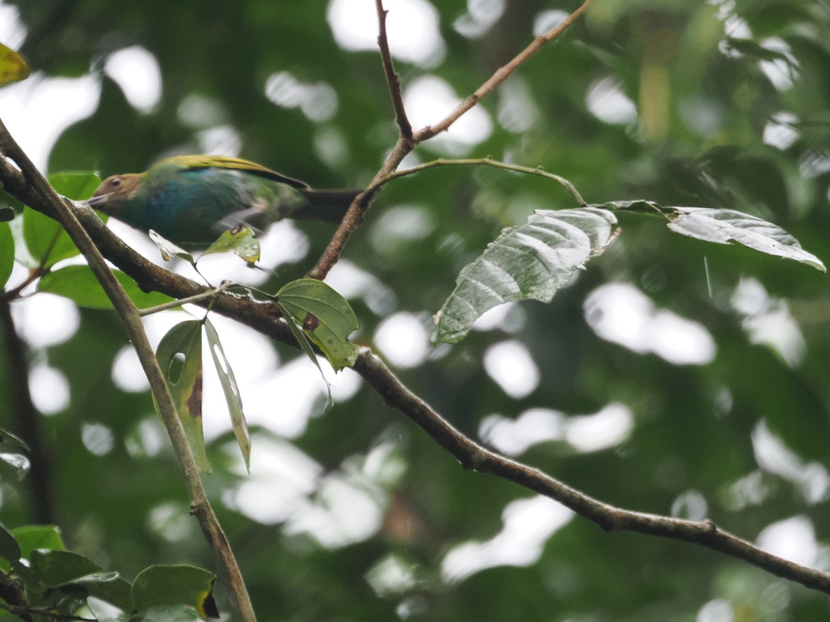 Bay-headed Tanager - ML620720751