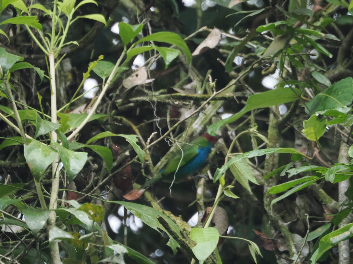 Bay-headed Tanager - ML620720752