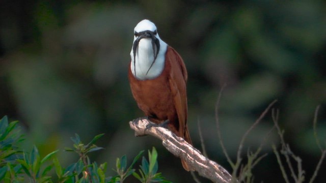 Three-wattled Bellbird - ML620720753