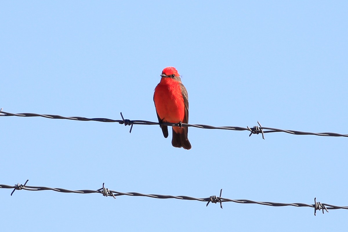 Vermilion Flycatcher - ML620720755