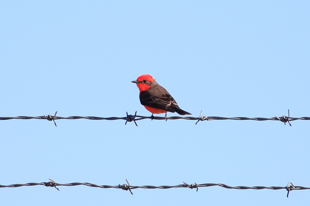 Vermilion Flycatcher - ML620720756