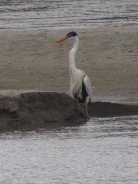 Garza Cuca - ML620720759