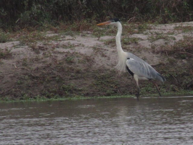 Garza Cuca - ML620720760