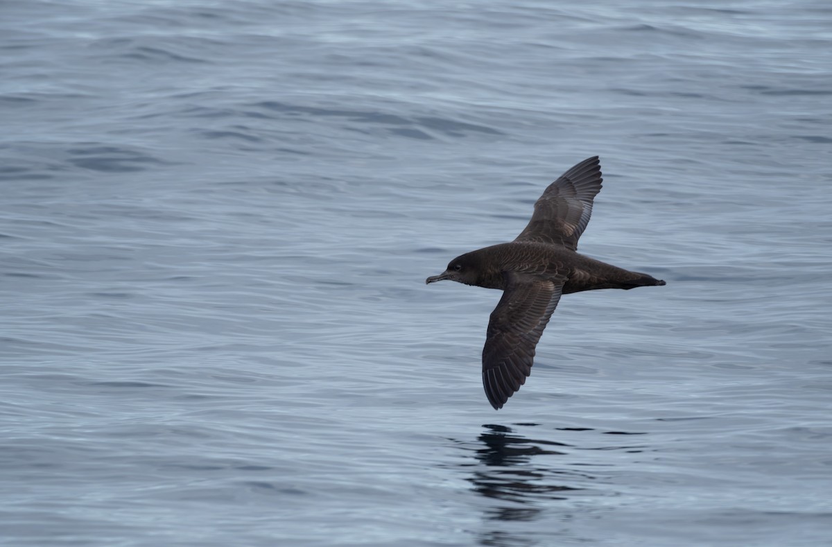 Sooty Shearwater - ML620720764