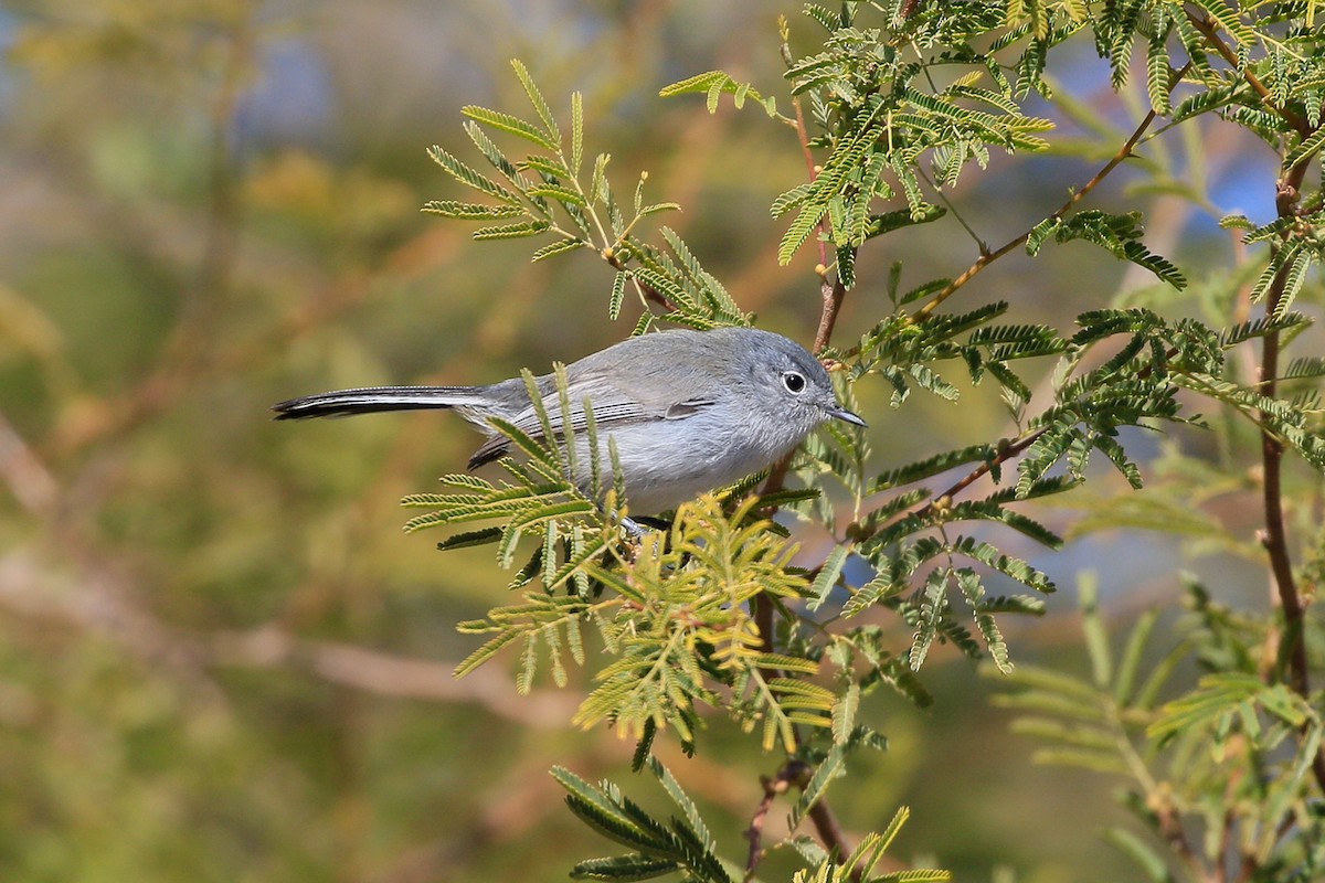 Black-tailed Gnatcatcher - ML620720765