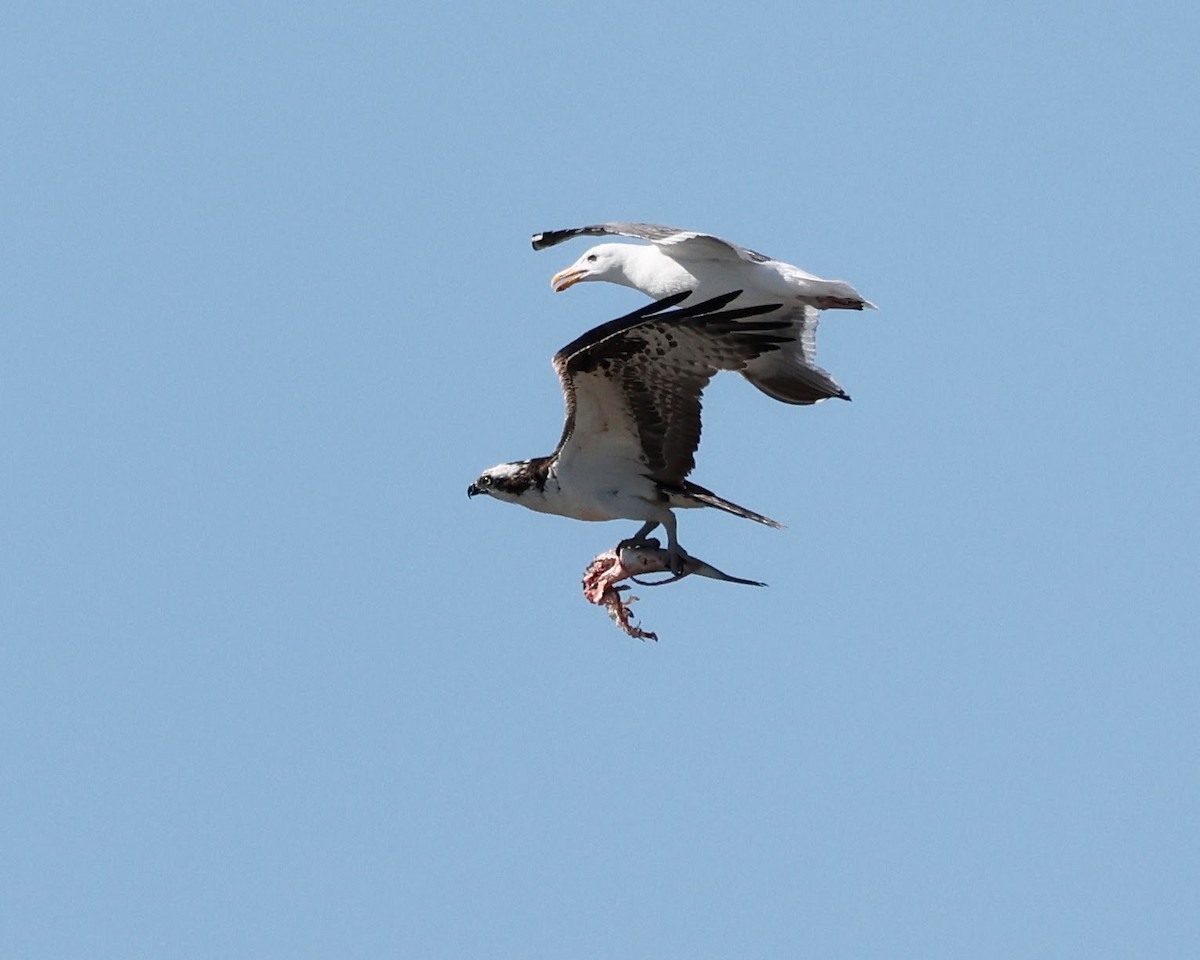 Balbuzard pêcheur - ML620720768