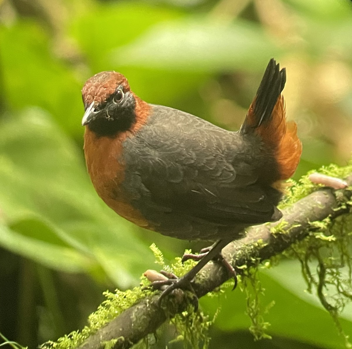 Rufous-breasted Antthrush - Andrew Oosterbroek